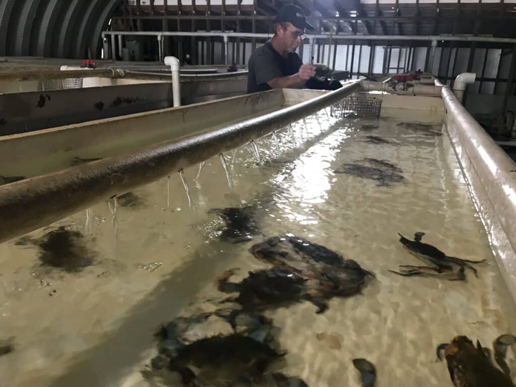 soft shell crabs shedding tanks