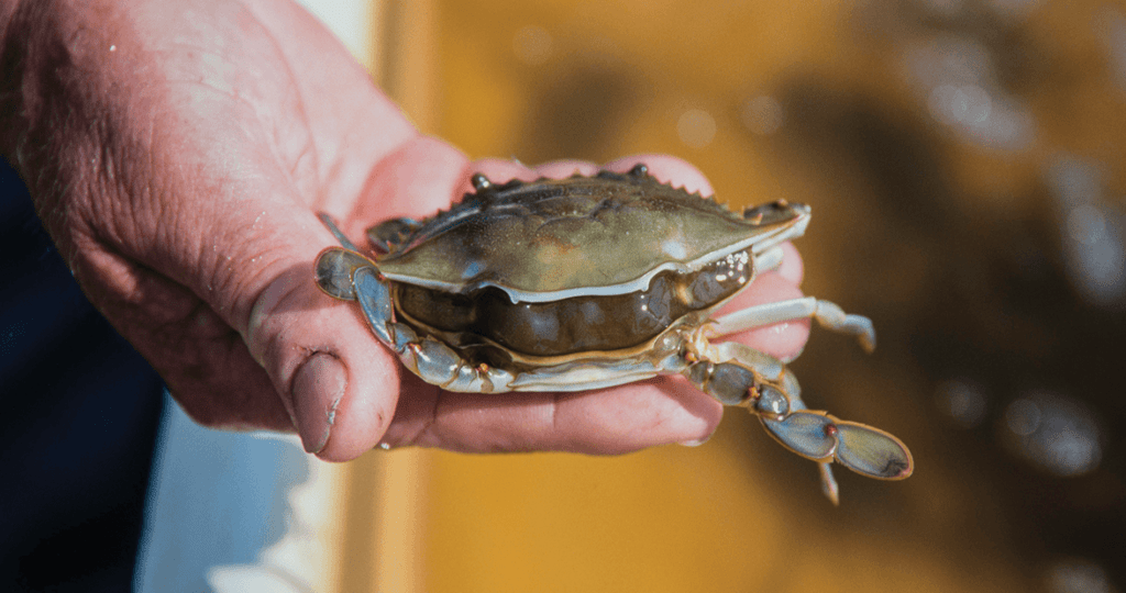peeler shedding out into soft crab