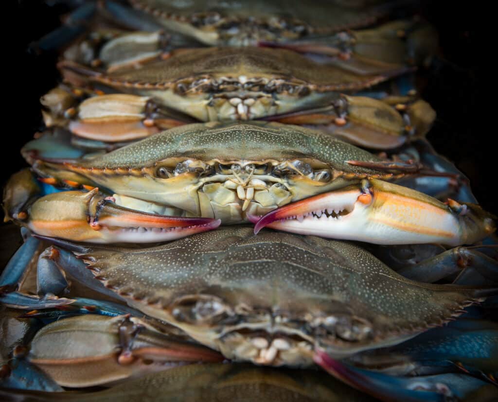 A bunch of crabs are laying on the table