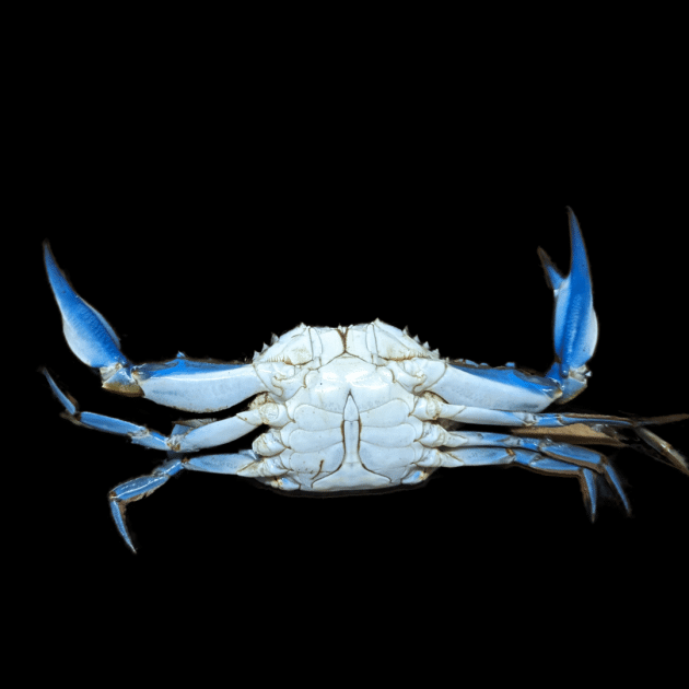 A blue crab with two legs and one leg extended.