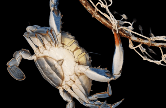 A crab is shown in the dark with its claws hanging off of it.