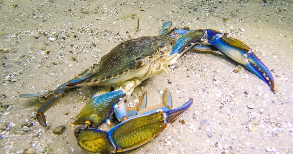 can blue crabs live in freshwater