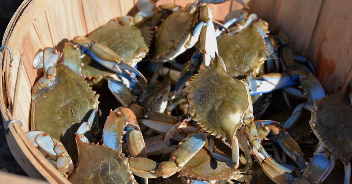 can blue crabs live in freshwater