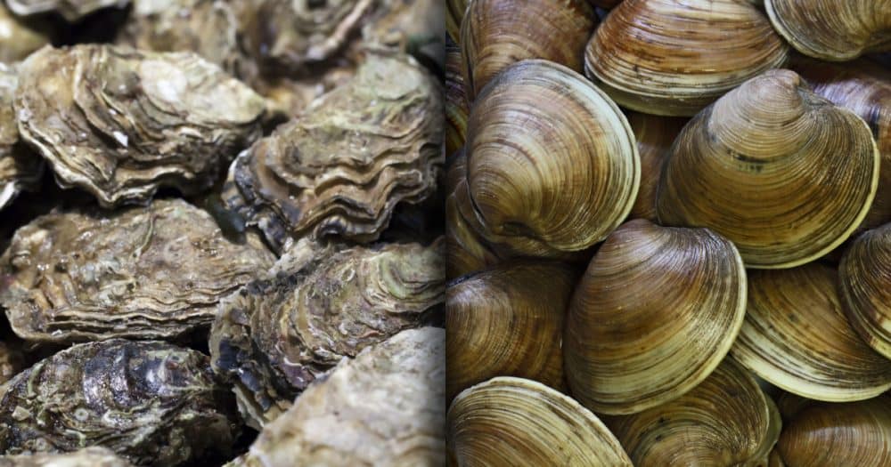 Clams vs Oysters: A Comprehensive Comparison