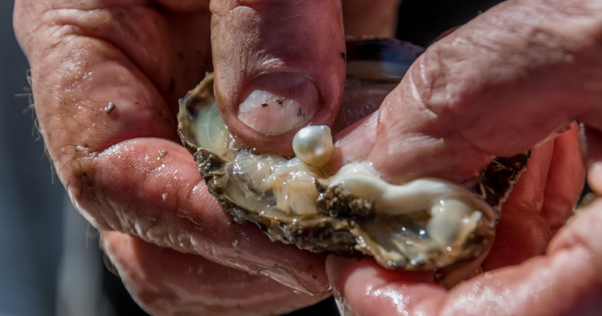 why do oysters make pearls